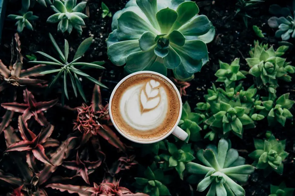 taza de café con maca en un ambiente natural